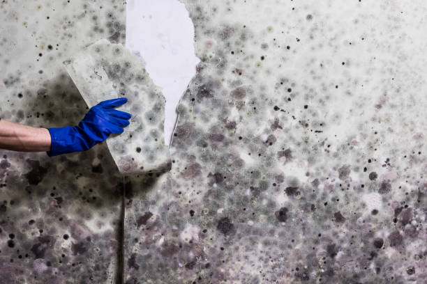 Best Emergency Mold Remediation in Lynnville, IN